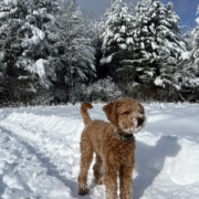 Cockapoo roux dans la neige