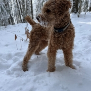 Cockapoo roux dans la neige