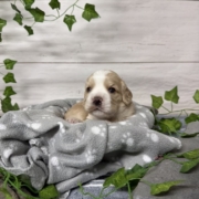 Cocker F1 Abigaelle (5)