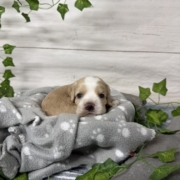 Cocker F1 Abigaelle (6)