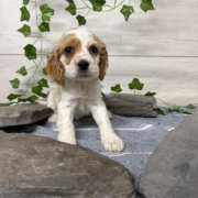 Cocker F1 Anais 7 (1)