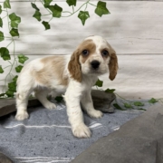 Cocker F1 Anais 7 (2)