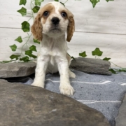 Cocker F1 Anais 7 (3)