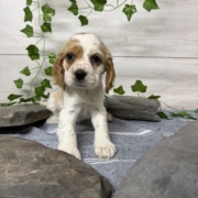 Cocker F1 Anais 7 (4)