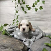 Cocker F1 Pheobe (2)