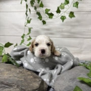 Cocker F1 Pheobe (3)