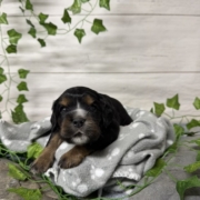 Cocker M1 Abigaelle (5)