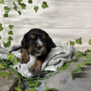 Cocker M1 Abigaelle (6)