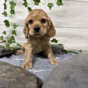 Cocker M1 Anais 7 (1)