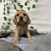 Cocker M1 Anais 7 (2)