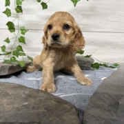 Cocker M1 Anais 7 (3)