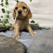 Cocker M1 Anais 7 (4)