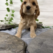 Cocker M2 Anais 7 (1)