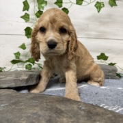 Cocker M2 Anais 7 (2)