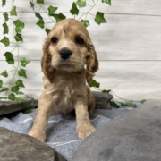 Cocker M2 Anais 7 (3)