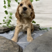 Cocker M2 Anais 7 (4)