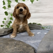 Cocker M3 Anais 7 (1)