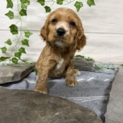 Cocker M3 Anais 7 (3)