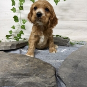 Cocker M3 Anais 7 (4)