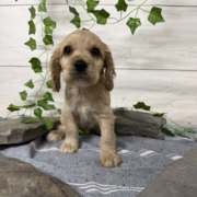 Cocker M4 Anais 7 (1)