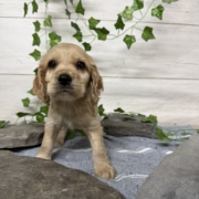 Cocker M4 Anais 7 (2)