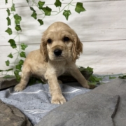 Cocker M4 Anais 7 (3)