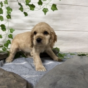 Cocker M4 Anais 7 (4)