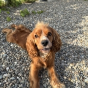 Cocker Regina (1)