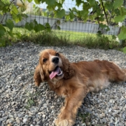 Cocker Regina (2)