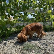 Cocker Regina (3)