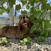 Cocker Regina (4)
