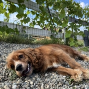 Cocker Regina (5)