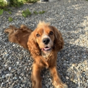 Cocker Regina (6)