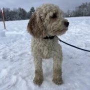 Cockapoo blanc et roux dans la neige