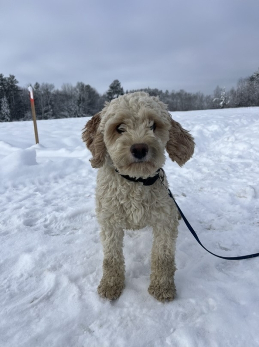 Cockapoo ranch sales