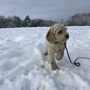 Cockapoo blanc et roux dans la neige