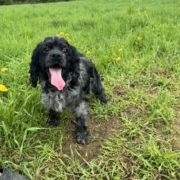 Cocker merle dans l'herbe