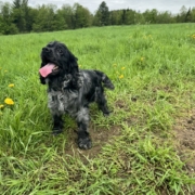Cocker merle dans l'herbe