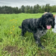 Cocker merle dans l'herbe