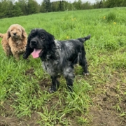 Cocker merle dans l'herbe