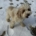 Cockapoo blanc et roux dans la neige