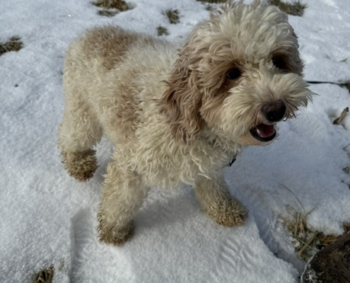 Cockapoo blanc et roux dans la neige
