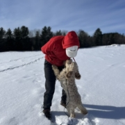 Cockapoo blonde dans la neige