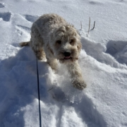 Cockapoo blonde dans la neige