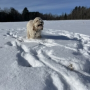 Cockapoo blonde dans la neige