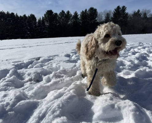 Cockapoo blonde dans la neige