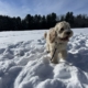 Cockapoo blonde dans la neige