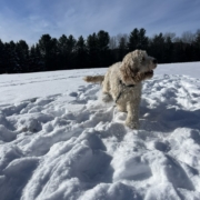 Cockapoo blonde dans la neige