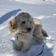 Cockapoo blonde dans la neige