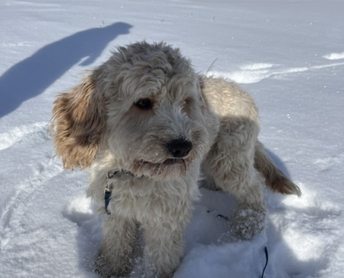 Cockapoo blonde dans la neige
